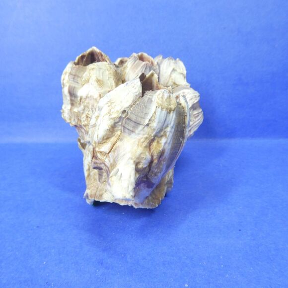 Barnacle Cluster 5" Long 178g Natural Specimen - Picture 3 of 11